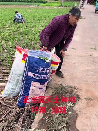 湖北露天秋辣椒#优质农产品 #辣椒 #辣椒酱