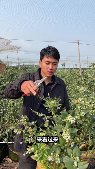 蓝莓树买了不知道怎么操作的老板,过来看教程,哪些地方不懂打在评论区#蓝莓树 #蓝莓 #蓝莓种植