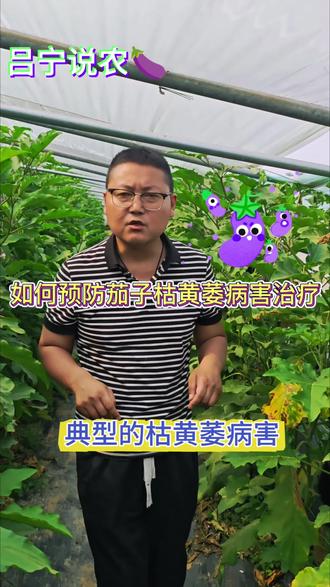 如何预防茄子枯黄萎病害#农业种植 #农资肥料