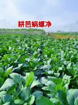 下了近一个月的雨,蔬菜地里蜗牛泛滥,试一试耕芭蜗螺净#新农人计划 #三农 #乡村守护人 #我的乡村生活 #超便宜超划算