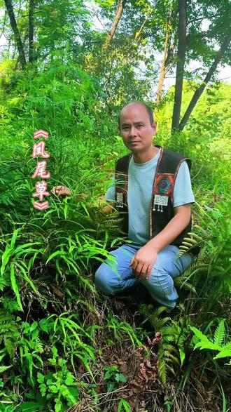 #草本植物 一株凤尾草,山野自然香。
日常平和小本草,人间寻常好良方。#中医