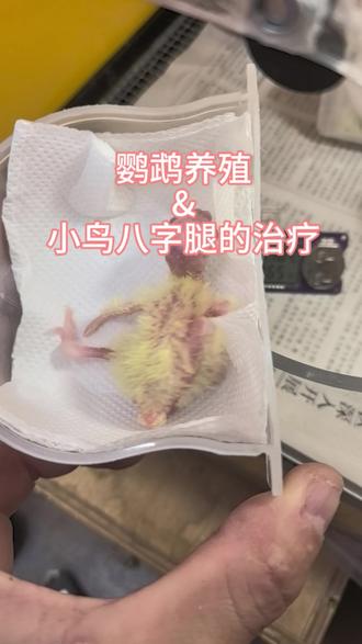 #鹦鹉小鸟八字腿治疗 #玄凤鹦鹉 #人工孵化
总结网上好多治疗雏鸟八字腿(劈腿)的一些视频。这是我个人使用的感觉最简单,操作简易的一个方法。 注意事项:胶带缠绕过紧会造成腿部不过血 关节腿部坏死。勤观察 勤更换胶带。
预防大于治疗,及时查窝。垫料一定要在小鸟出壳后及时添加。