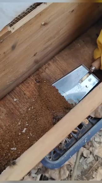养蜂专用蜂箱清理铲刀铲蜜蜂清洁劈刀油灰刀钢铲子不锈钢批刀油漆#养蜂人 #养蜂技术分享 #铲刀 #清洁神器 #好物推荐