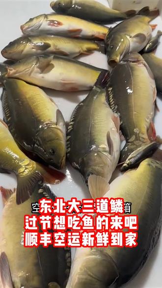 东北特产冷水三道鳞鲤鱼,肉厚刺少,肉质鲜美,大小可选,整条发货,保温箱活鱼冰鲜发货,保鲜不保活#鱼 #东北三道鳞框镜 #三道鳞