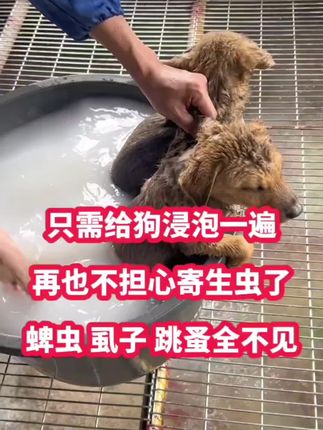 想给狗狗驱虫?试试这个“泡一泡”的方法! 把它轻轻泡几分钟,蜱虫、虱子、跳蚤等十几种体外寄生虫基本都能被清理掉,干干净净。定期做体外驱虫,外出回来检查一下,就能让毛孩子远离这些“小吸血鬼”啦。 #狗狗驱虫大作战 #养狗经验分享 #养狗小知识 #萌宠好物 #养狗人