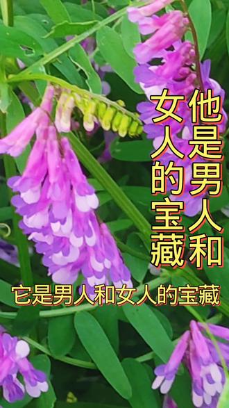 #有药用价值的植物 ##
#药用植物 #草本植物 @抖音热点 @抖音 @抖音小助手