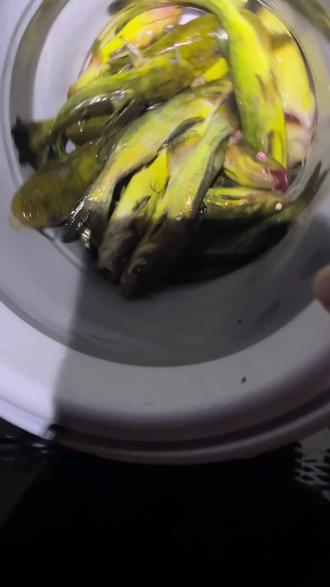 东荆河野钓皇姑#钓竿钓鱼