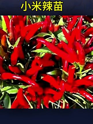 #在家种菜 #强烈推荐 #辣椒种植 爆辣红小米辣苗秧带土球白玉小米辣朝天椒魔鬼椒美人椒线椒辣椒苗#小米辣苗 #小米辣