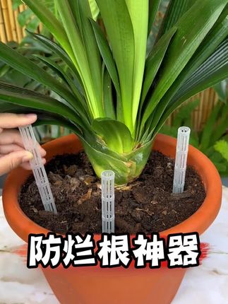 养花必备的盆土通风管,可以干湿循环增加土壤的含氧量,防闷根烂根#养花小知识 #种植小技巧 #养花