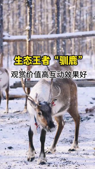 驯鹿好养吗?驯鹿对寒冷环境有极强的适应能力,可以说是“生态王者”,食性:它们是严格的草食动物,一年四季主要吃苔藓、地衣、蘑菇和一些野菜。在人工饲养时,牧民会补充一些豆粕作为营养,:饲养场地需要地势高、排水好、环境干燥,并且要远离污染和噪音。围栏要足够高(至少2.5-3米),防止它们逃跑或被天敌攻击,关于驯鹿还有哪些问题记得留言#驯鹿 #驯鹿养殖 #驯鹿出租 #萌宠动物供应 #哪里有驯鹿