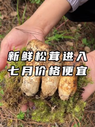 香格里拉新鲜松茸季,今日七月份价格便宜了很多!#松茸 #新鲜松茸 #香格里拉松茸