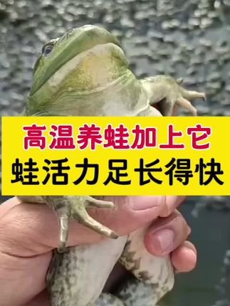 高温养蛙加上它,蛙活力足长得快!#牛蛙养殖#泰蛙养殖#黑斑蛙养殖