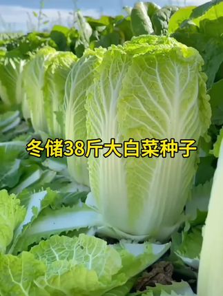 这个秋播冬储大白菜没横筋没竖丝,口感脆甜,#蔬菜种子 #大白菜种子 #蔬菜种植 #种植小技巧 #种子