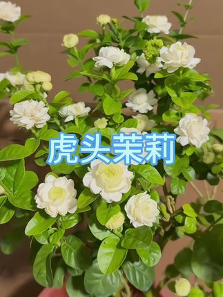 #虎头茉莉  开花时真漂亮呀!!!花期长,香味浓郁,满屋飘香,种植简单易打理#爱生活爱养花 #花卉绿植 #茉莉#好看的花一定要分享给你