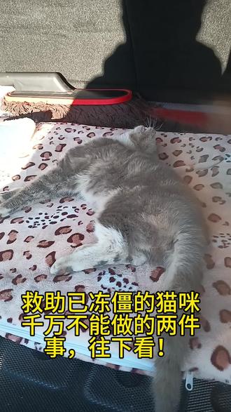 救助流浪猫小小的经验分享给大家,也许会给你省了很多去医院花的米,同时也保证了被救猫咪的最佳存活时间,#救助流浪猫#小奶猫救助 #关爱小动物爱护小生命