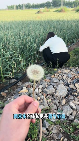 老虎屁股摸不得#白色蒲公英 #蒜苔公主 #