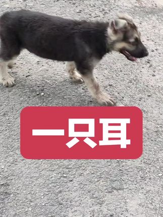 “众生皆苦,唯狗治愈。”愿每个生命都被温柔以待,善待这世间最忠诚的朋友。🐶 #狗是人类最忠诚的朋友请善待它 #不养狗不知道养狗的乐趣#狗是人类最忠诚的朋友请善待它 #不养狗不知道养狗的乐趣 #东德牧羊犬