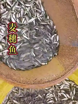 饲料鱼,活体饲料鱼,喂鱼喂龟都可以#养鱼 #饲料鱼 #养鱼日记