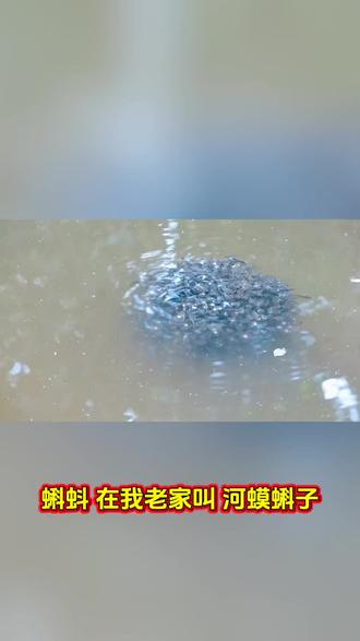 蝌蚪,你老家土话怎么说?#我在抖音学知识 #科普日常冷知识 #方言土语家乡话 #创作者中心 #创作灵感