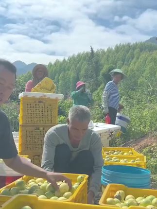 钦蜜9号黄金百香果2斤装 新鲜时令水果应当季现摘黄皮百香果#三农#