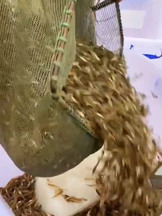 大家有没有吃过这种火焙小黄鱼,它的头比较大,身子小,肉嘟嘟的,无沙无骨不苦哦  #小黄鱼 #湖南特产 #农村美食 #小时候的味道