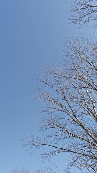 喜鹊筑巢,遇见美好#喜鹊做窝