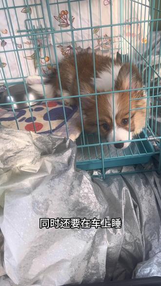 #吉利熊猫骑士 #最小的床车 #车顶行李箱安装 吉利熊猫骑士车顶行李箱安装注意事项