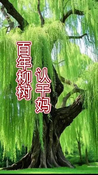 百年老树认干妈#民间故事