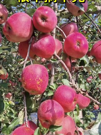 #优质农产品 2001苹果🍎#三农 #我的乡村生活 #苹果