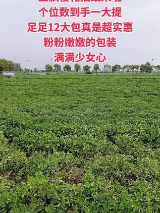 家人们谁懂啊,个位数就能到手一大提丝飘樱花抽纸!一提就有12包,真的超划算!它用的是原生竹浆,四层加厚,柔软亲肤,湿水也不易破,日常擦手、擦脸、清洁都好用,趁活动赶紧囤!,#丝飘#家用抽纸#纸巾推荐