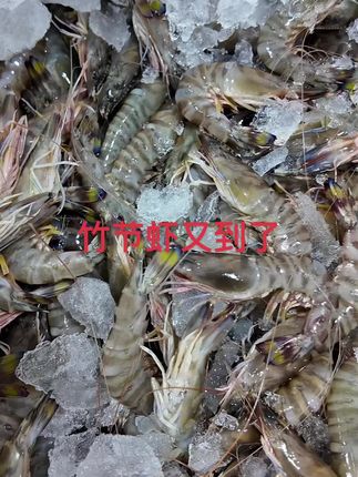 ⚠️。今日新货-野生竹节虾🦐今天有一点新鲜野生竹节虾家里做 #热门 #海鲜水产 #海鲜美食诱惑你