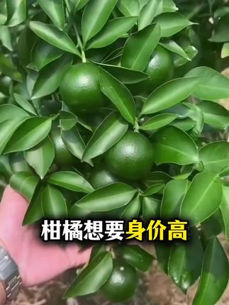 #果树种植 #果树管理 #果树高产 #柑橘种植 #柑橘管理