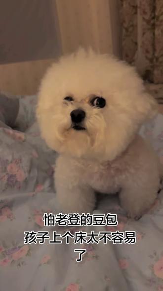 #dou上热门 #老登 #狗狗 #萌宠日常记录 #萌宠出道计划 @抖音扶持计划 @DOU+小助手 天天让老登吓死啦