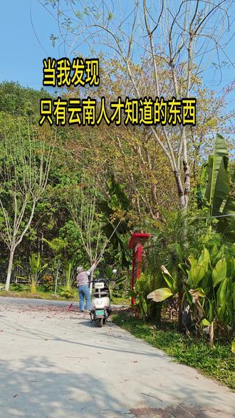 只有云南人才知道的季节限定美味,你知道这是什么吗#云南特色 #季节限定