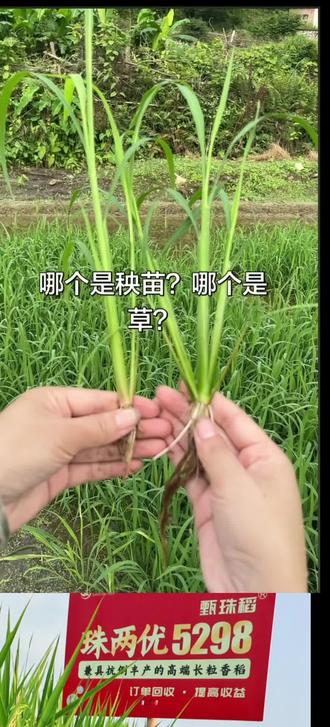 #三农种植知识分享 #稗草与水稻区别 #秧苗和草的区别 #农业种植 #水稻 水稻和稗草你分的清吗?