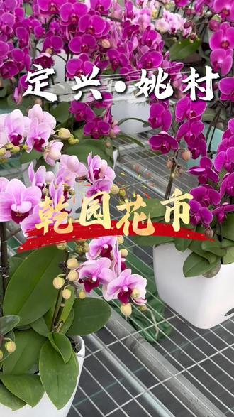 定兴姚村镇乾园花市 腊月十三 我们不见不散😀#景星庆云小马识姚#姚村年博会#定兴姚村