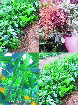 【花生窝窝丰】花生膨大 颗粒饱满增油增重绿叶壮棵花生专用叶面肥