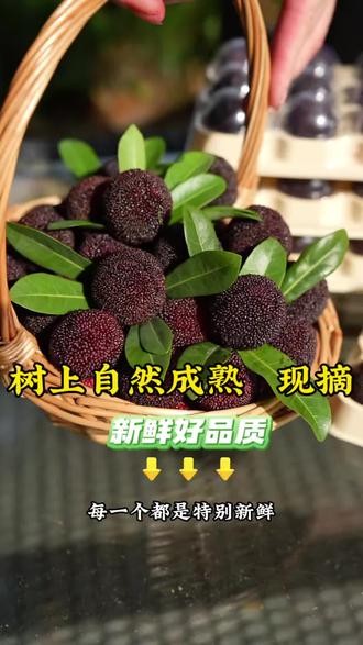 又到了一年一季吃杨梅的季节了,喜欢吃的朋友们可以尝尝这个云南东魁杨梅#东魁杨梅#杨梅 #杨梅熟了#新鲜应季水果 #杨梅小哥