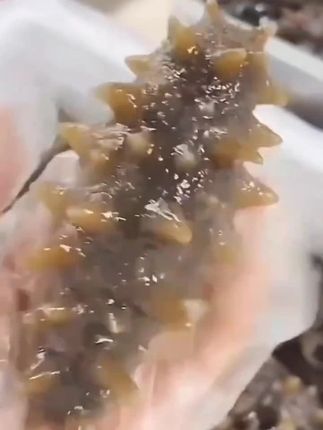 渤海湾即食海参辽刺参16-20头顺丰包邮送货上门