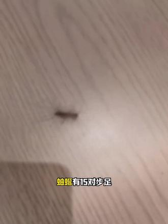 专治蜈蚣蚰蜒千足虫潮虫,全屋缝隙喷一遍杜绝虫害 家里卫生间、阳台、地下室一到潮湿季节就频繁出现蚰蜒,这种多脚虫子行动快、藏在墙体缝隙里,普通喷雾只能杀掉看得见的成虫,虫卵还会不断孵化。这款蚰蜒专用杀虫剂,药液能渗透瓷砖缝隙、下水道周边,触杀成虫同时抑制虫卵孵化,气味温和不刺鼻,厨房、卫生间、地下室都能使用,喷一次长效防护,彻底解决蚰蜒反复出没的烦恼。#家庭虫害解决 #杀虫剂 #千足虫 #马陆虫 #蜈蚣