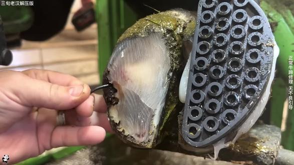 糟糕糟糕!钉子扎进来牛蹄里 #男人减速带 #解压 #修牛蹄 #减压 #修蹄