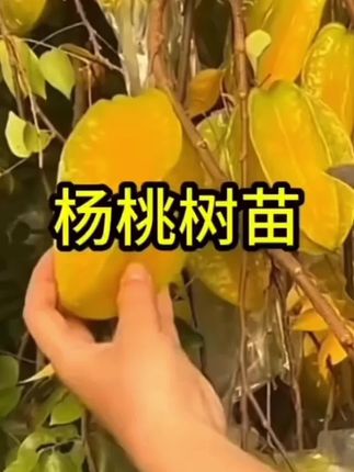 #农业种植 #支持三农扶持三农发展 #杨桃树苗