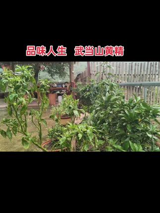 #我的乡村生活 #武当山 #黄精 #同城热门