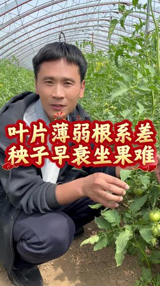 叶片薄弱根系差#萃盛农业 #蔬菜种植#蔬菜大棚#叶片根系
