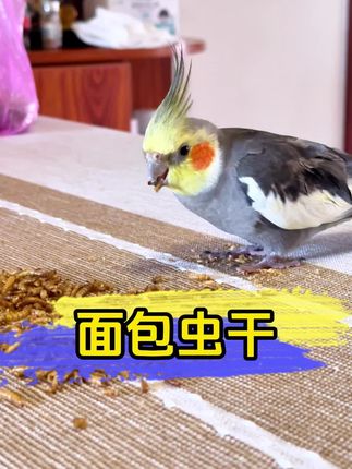 这虫干简直就是龟界 “蛋白粉”!再挑食的乌龟吃了,体型能胖一大圈,壳硬得能砸核桃,它就是比增肥剂还嚣张的面包虫干!#宠物萌宠 #萌宠 #可爱萌宠