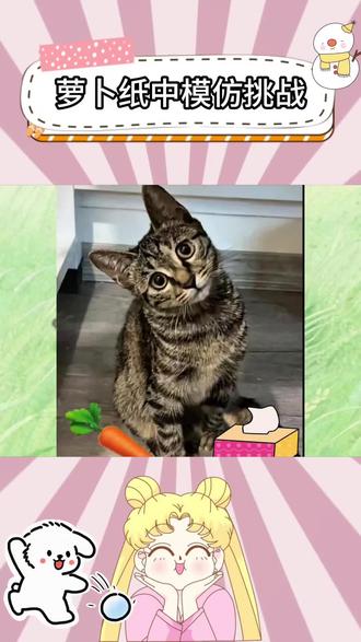 萝卜纸巾挑战 AI 模板已就位!
大笨猫:我装的,答案什么的不重要,纸巾好玩才是真的😼
快来用模板定格你家猫咪的可爱时刻~
#记录猫咪日常 #萝卜纸巾猫咪模仿挑战 #电子哈基米 #这个世界不能没有猫猫 #剪映模板