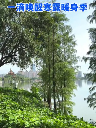 一碟唤醒寒露暖身季#浓缩姜汁#浓缩姜汁批发#浓缩小黄姜汁#浓缩小黄姜汁生产厂家#