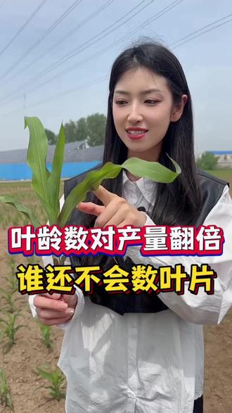 还有不会数叶片的吗? 玉米叶片分可见叶和展开叶,弄清楚才能高产#三农 #农业 #农业种植 #农民 #玉米 @抖音小助手
