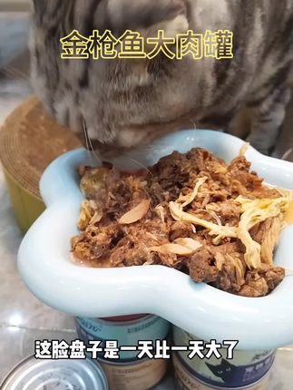 我家猫真的太爱这个美滋元高肉补水大罐头了,夏天毛孩子吃不仅长肉还补水。#猫罐头 #美滋元 #萌宠好物#新手养猫
