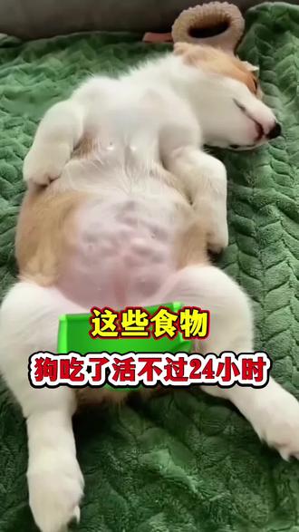喂狗时,注意这几种食物#科学养宠 #涨知识 #养狗经验分享 #养狗人 #科学养宠攻略